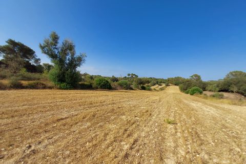 Terra a Sineu, Mallorca, Sineu - € 130.000 | Ref: 903 - foto 1