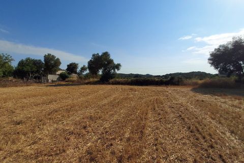 Terra a Sineu, Mallorca, Sineu - € 130.000 | Ref: 903 - foto 6