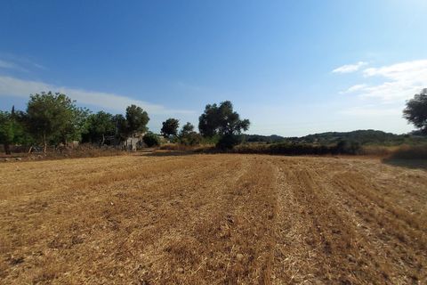 Terra a Sineu, Mallorca, Sineu - € 130.000 | Ref: 903 - foto 7