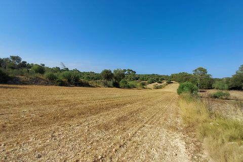 Terra a Sineu, Mallorca, Sineu - € 130.000 | Ref: 903 - foto 8