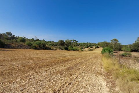 Terra a Sineu, Mallorca, Sineu - € 130.000 | Ref: 903 - foto 9