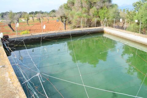 Terra a Buger, Mallorca, Buger - € 330.000 | Ref: 827 - foto 7