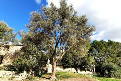 Finca i Binissalem, Mallorca, Binissalem - € 685.000 | Ref: 824 - foto 19