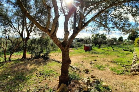 Finca i Binissalem, Mallorca, Binissalem - € 685.000 | Ref: 824 - foto 27