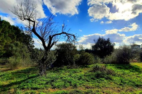 Finca i Binissalem, Mallorca, Binissalem - € 685.000 | Ref: 824 - foto 28