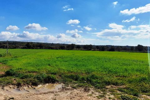 Finca i Costitx, Mallorca, Costitx - € 700 000 | Ref: 546 - foto 21