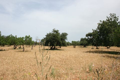 Terra a Lloseta, Mallorca, Lloseta - € 330.000 | Ref: 236 - foto 6