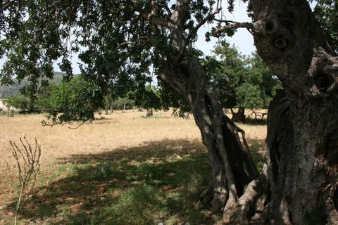 Terra a Lloseta, Mallorca, Lloseta - € 330.000 | Ref: 236 - foto 8