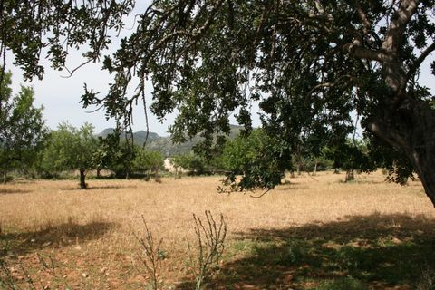 Terra a Lloseta, Mallorca, Lloseta - € 330.000 | Ref: 236 - foto 9