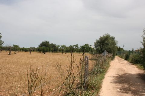 Terra a Lloseta, Mallorca, Lloseta - € 330.000 | Ref: 236 - foto 10