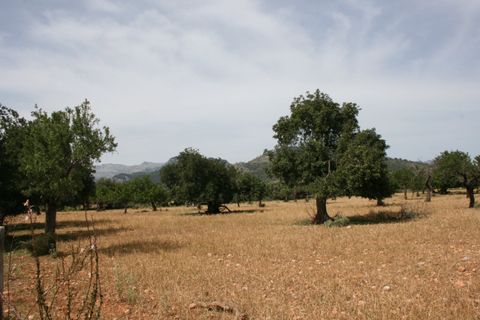 Terra a Lloseta, Mallorca, Lloseta - € 330.000 | Ref: 236 - foto 11