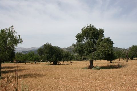 Terra a Lloseta, Mallorca, Lloseta - € 330.000 | Ref: 236 - foto 12