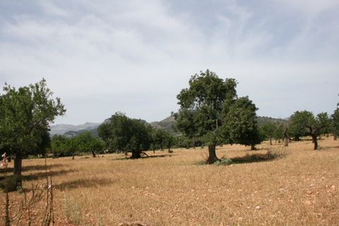 Terra a Lloseta, Mallorca, Lloseta - € 330.000 | Ref: 236 - foto 13