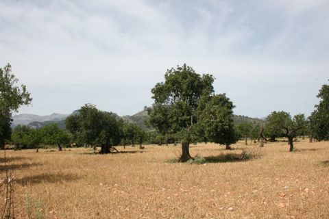 Terra a Lloseta, Mallorca, Lloseta - € 330.000 | Ref: 236 - foto 14