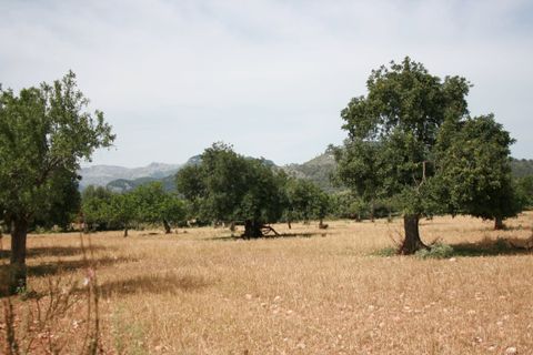 Terra a Lloseta, Mallorca, Lloseta - € 330.000 | Ref: 236 - foto 15