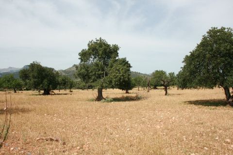 Terra a Lloseta, Mallorca, Lloseta - € 330.000 | Ref: 236 - foto 16