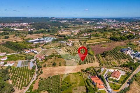 Terra a Batalha, Leiria, Batalha - € 140.000 | Ref: TER_77 - foto 10