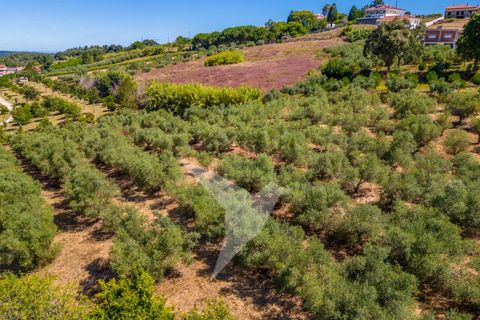 Terra a Batalha, Leiria, Batalha - € 140.000 | Ref: TER_77 - foto 16