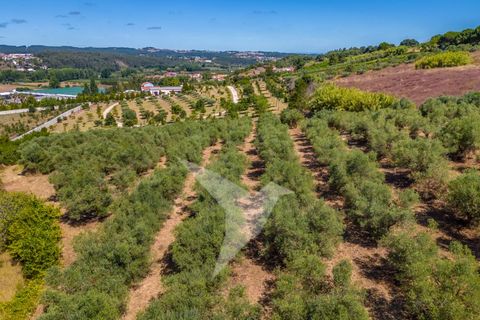 Terra a Batalha, Leiria, Batalha - € 140.000 | Ref: TER_77 - foto 18