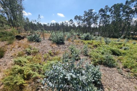 Terra a Lamoso, Porto, Lamoso - € 115.000 | Ref: MP-EF-T-260 - foto 4
