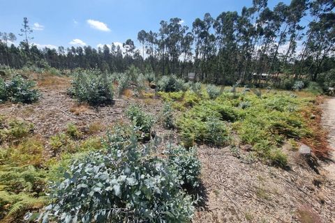 Terra a Lamoso, Porto, Lamoso - € 115.000 | Ref: MP-EF-T-260 - foto 5