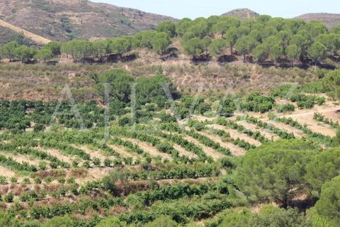Landejendom i Silves, Faro, Silves - € 7.900.000 | Ref: EXP_346 - foto 14