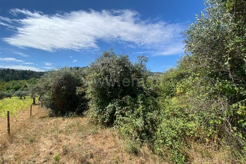 Tomt i Fundao, Castelo Branco, Fundao - € 8 500 | Ref: 255250150 - foto 4