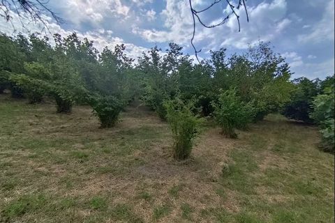 Villa a Belvedere Langhe, Cuneo, Belvedere Langhe - € 95.000 | Ref: BLV032 - foto 11