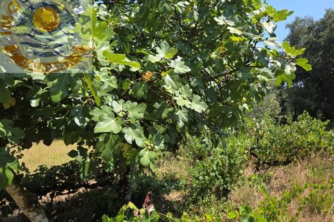 Helårsgrund i Ourem, Santarem, Ourem - € 39.000 | Ref: TER_767 - foto 18