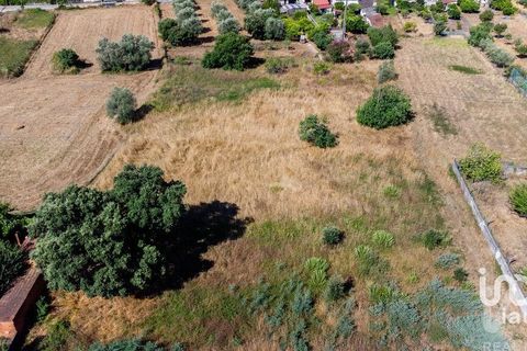 Terra a Mealhada, Aveiro, Mealhada - € 400.000 | Ref: 146376 - foto 19