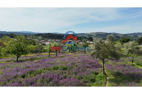 Helårsgrund i Vila Real, Vila Real, Vila Real - € 90.000 | Ref: TER_3031 - foto 4