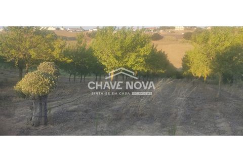 Helårsgrund i Aveiras de Cima, Lisbon, Aveiras de Cima - € 49.000 | Ref: LX/02426 - foto 4