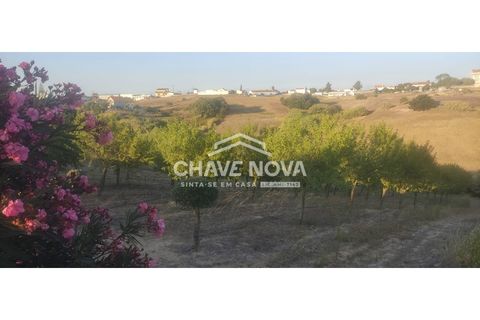 Helårsgrund i Aveiras de Cima, Lisbon, Aveiras de Cima - € 49.000 | Ref: LX/02426 - foto 17