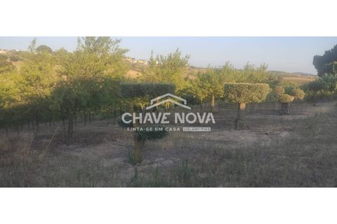 Helårsgrund i Aveiras de Cima, Lisbon, Aveiras de Cima - € 49.000 | Ref: LX/02426 - foto 18