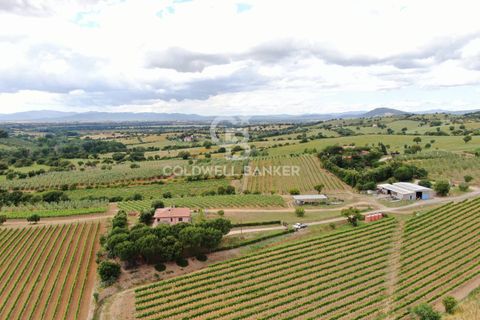 Farm i Grosseto, Grosseto, Grosseto - € 1.400.000 | Ref: CBI105-1176-420 - foto 3