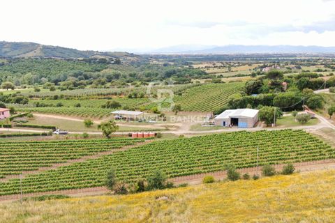Farm i Grosseto, Grosseto, Grosseto - € 1.400.000 | Ref: CBI105-1176-420 - foto 5