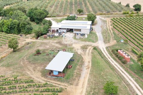 Farm i Grosseto, Grosseto, Grosseto - € 1.400.000 | Ref: CBI105-1176-420 - foto 10