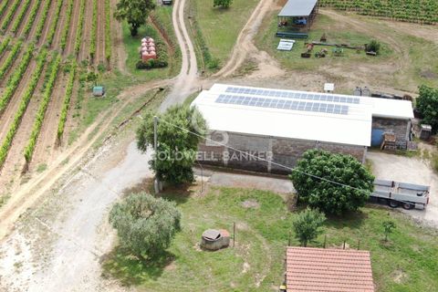Farm i Grosseto, Grosseto, Grosseto - € 1.400.000 | Ref: CBI105-1176-420 - foto 12