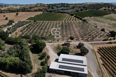 Farm i Grosseto, Grosseto, Grosseto - € 1.400.000 | Ref: CBI105-1176-420 - foto 13