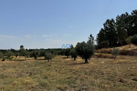 Helårsgrund i Castelo Branco, Castelo Branco, Castelo Branco - € 31.000 | Ref: 125075 - foto 5