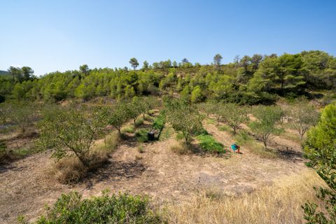 Finca i Miravet, Tarragona, Miravet - € 325.000 | Ref: 264 - foto 45
