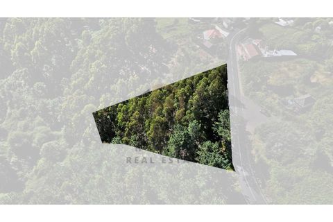 Terra a Camacha, Madeira, Camacha - € 50.000 | Ref: TER_22 - foto 3