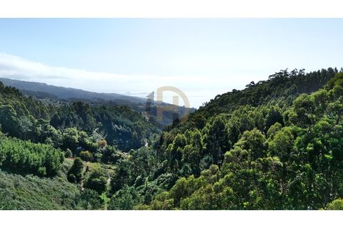 Terra a Camacha, Madeira, Camacha - € 50.000 | Ref: TER_22 - foto 5
