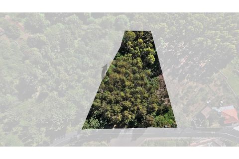 Terra a Camacha, Madeira, Camacha - € 50.000 | Ref: TER_22 - foto 10