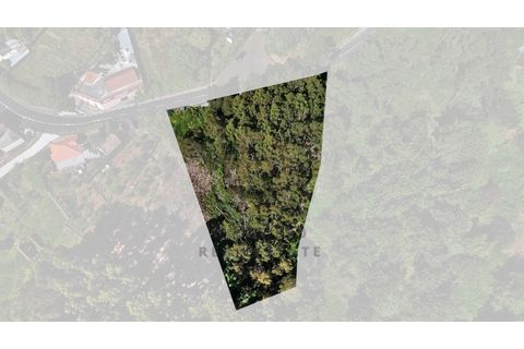 Terra a Camacha, Madeira, Camacha - € 50.000 | Ref: TER_22 - foto 11