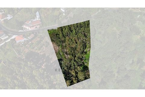 Terra a Camacha, Madeira, Camacha - € 50.000 | Ref: TER_22 - foto 12