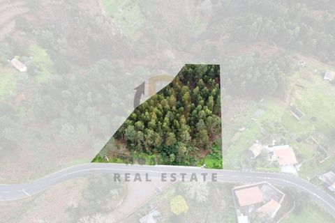 Terra a Camacha, Madeira, Camacha - € 50.000 | Ref: TER_22 - foto 13
