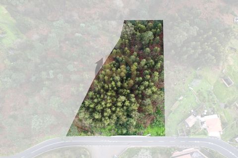 Terra a Camacha, Madeira, Camacha - € 50.000 | Ref: TER_22 - foto 15