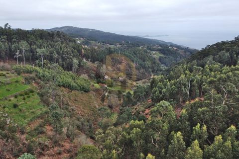 Terra a Camacha, Madeira, Camacha - € 50.000 | Ref: TER_22 - foto 16