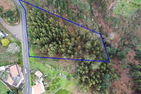 Terra a Camacha, Madeira, Camacha - € 50.000 | Ref: TER_22 - foto 19